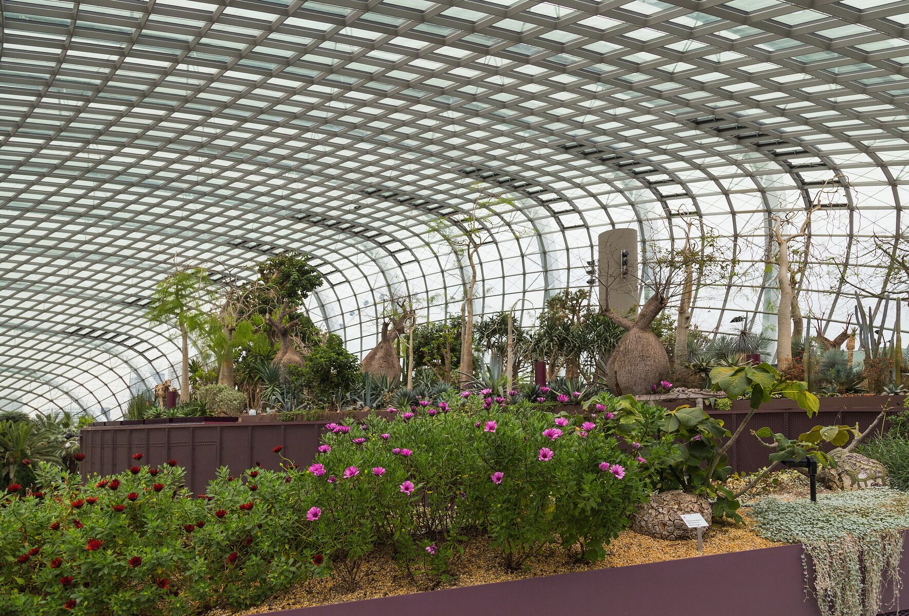 Cool-dry conservatory: baobabs and seasonal beds under glass, weekday morning